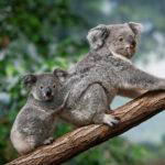 australia protected species