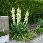 yucca home and garden plant