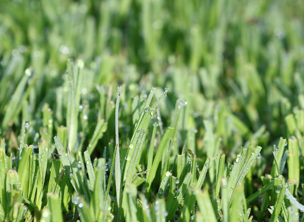 Lawn Care Tips for Various Australian Grass Type