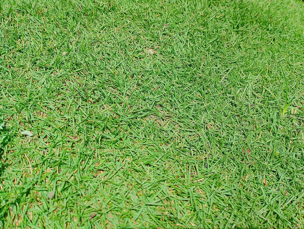 Lawn Care for Australian Home Lawn with different grass type
