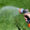 A person watering backyard lawn - sustainable lawn care