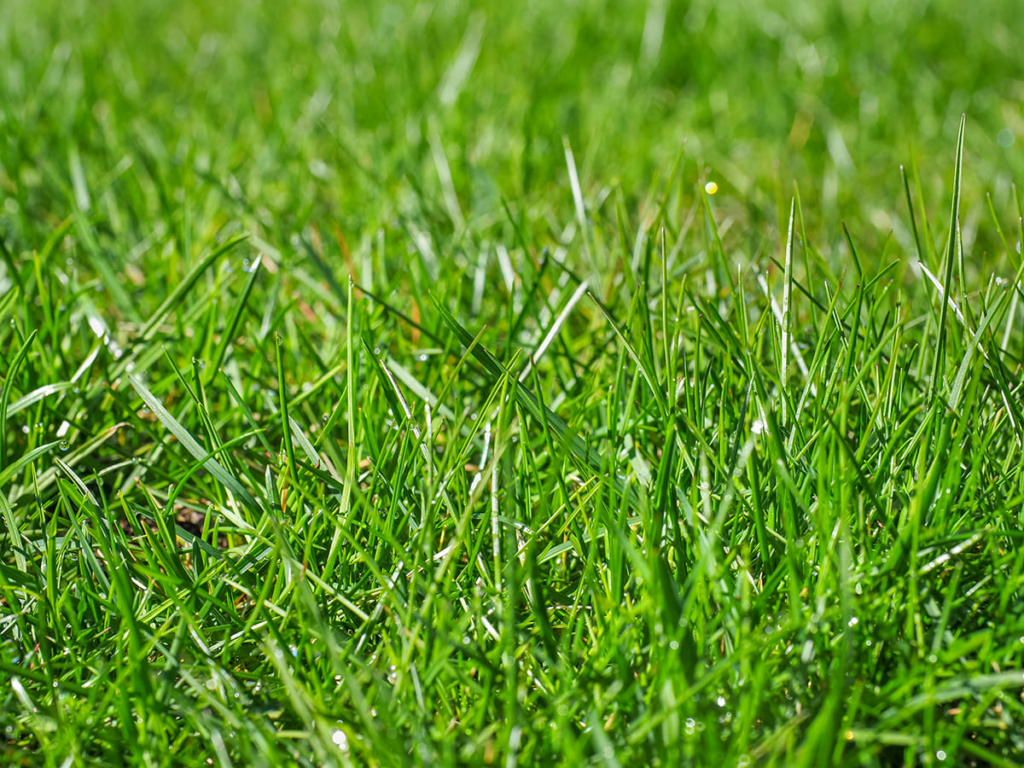 Sustainable Lawn Care Tips for Australian Grass  type