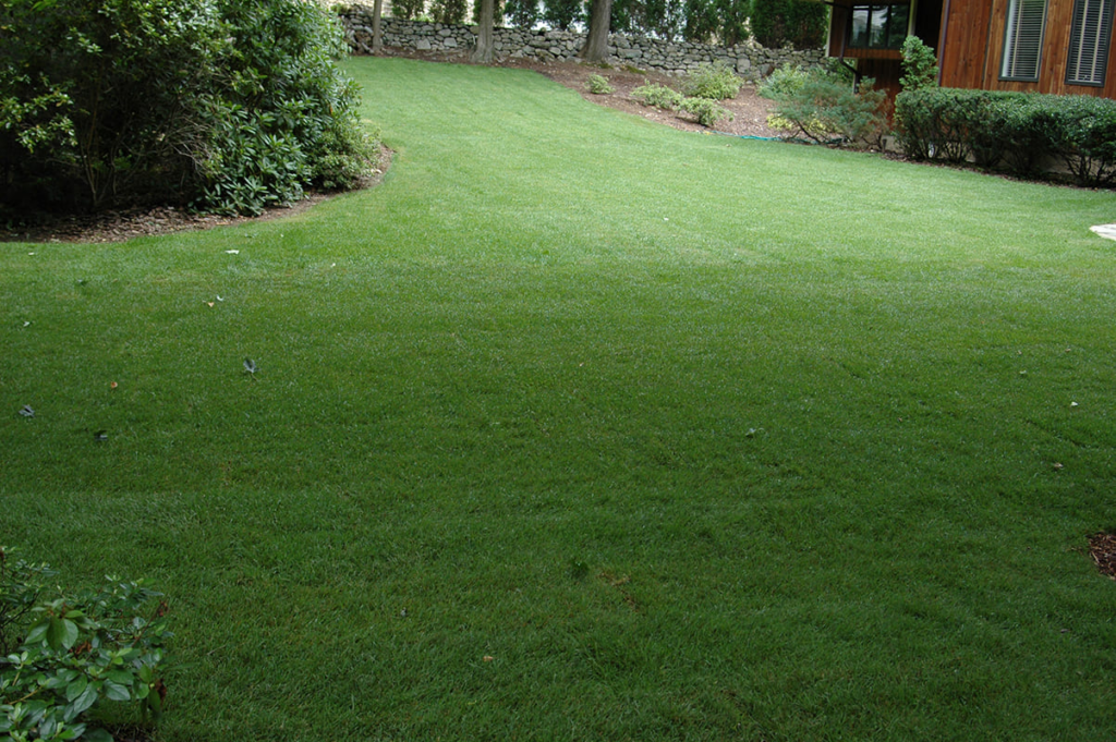 Lawn Care Tips - Maintaining a healthy and lush lawn