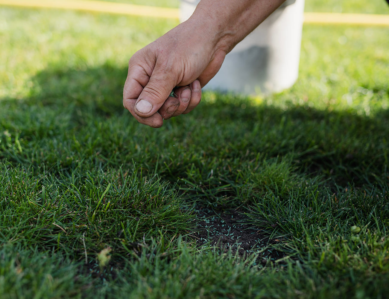 Lawn-Care-Tips-Overseeding-lawn-to-remove-patches