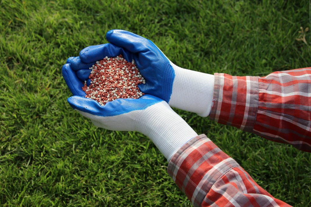 Lawn-Care-Tips-Granulated-Fertiliser-to-be-used-on-a-lawn