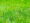 Lawn-Care-Tips-Green-and-healthy-lawn