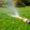 Lawn-Care-Tips-Watering-the-lawn-using-a-hose