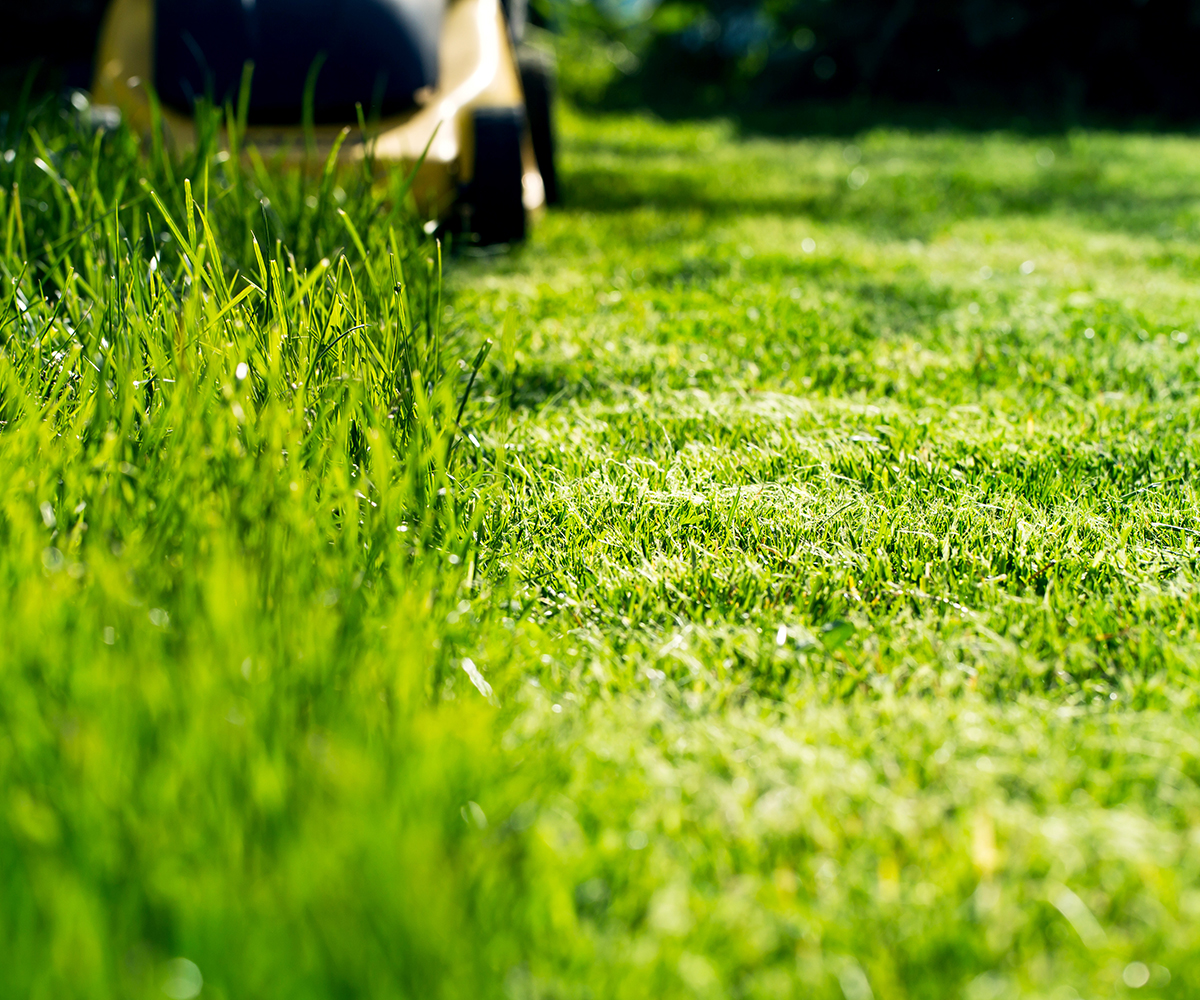 Lawn Care Tips The right way to mowing a lawn