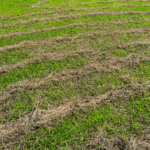 Eco-Friendly-Lawn-Care-Solutions-Lawn-patches-in-need-of-proper-care