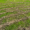 Eco-Friendly-Lawn-Care-Solutions-Lawn-patches-in-need-of-proper-care