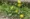 Eco-friendly-Lawn-Products-Growing-dandelion-in-a-lawn