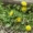 Eco-friendly-Lawn-Products-Growing-dandelion-in-a-lawn