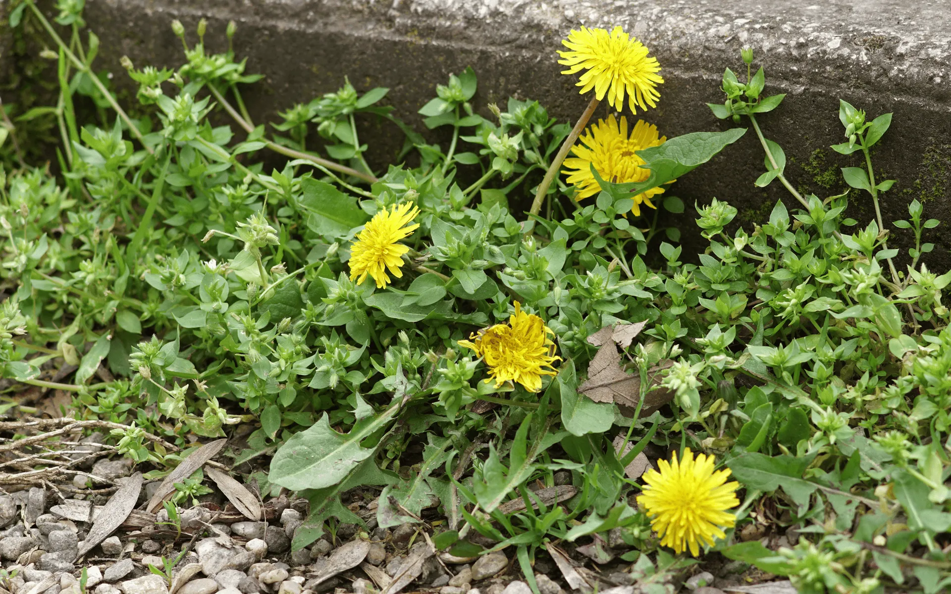 Eco-friendly-Lawn-Products-Growing-dandelion-in-a-lawn