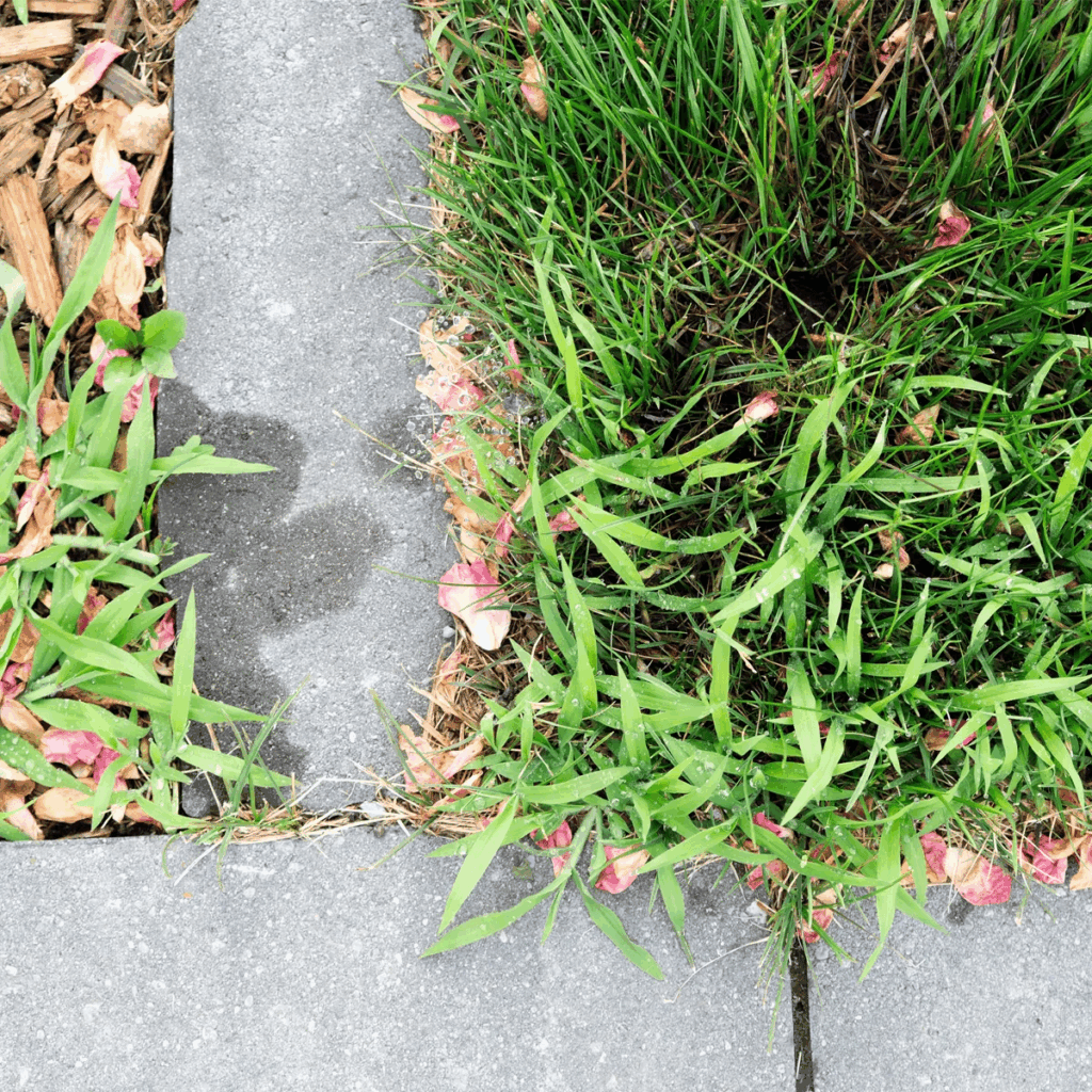 Eco-friendly-Lawn-Products-Crabgrass-on-a-lawn