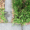 Eco-friendly-Lawn-Products-Crabgrass-on-a-lawn
