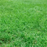 Eco-friendly-lawn-products-Lush-green-lawn