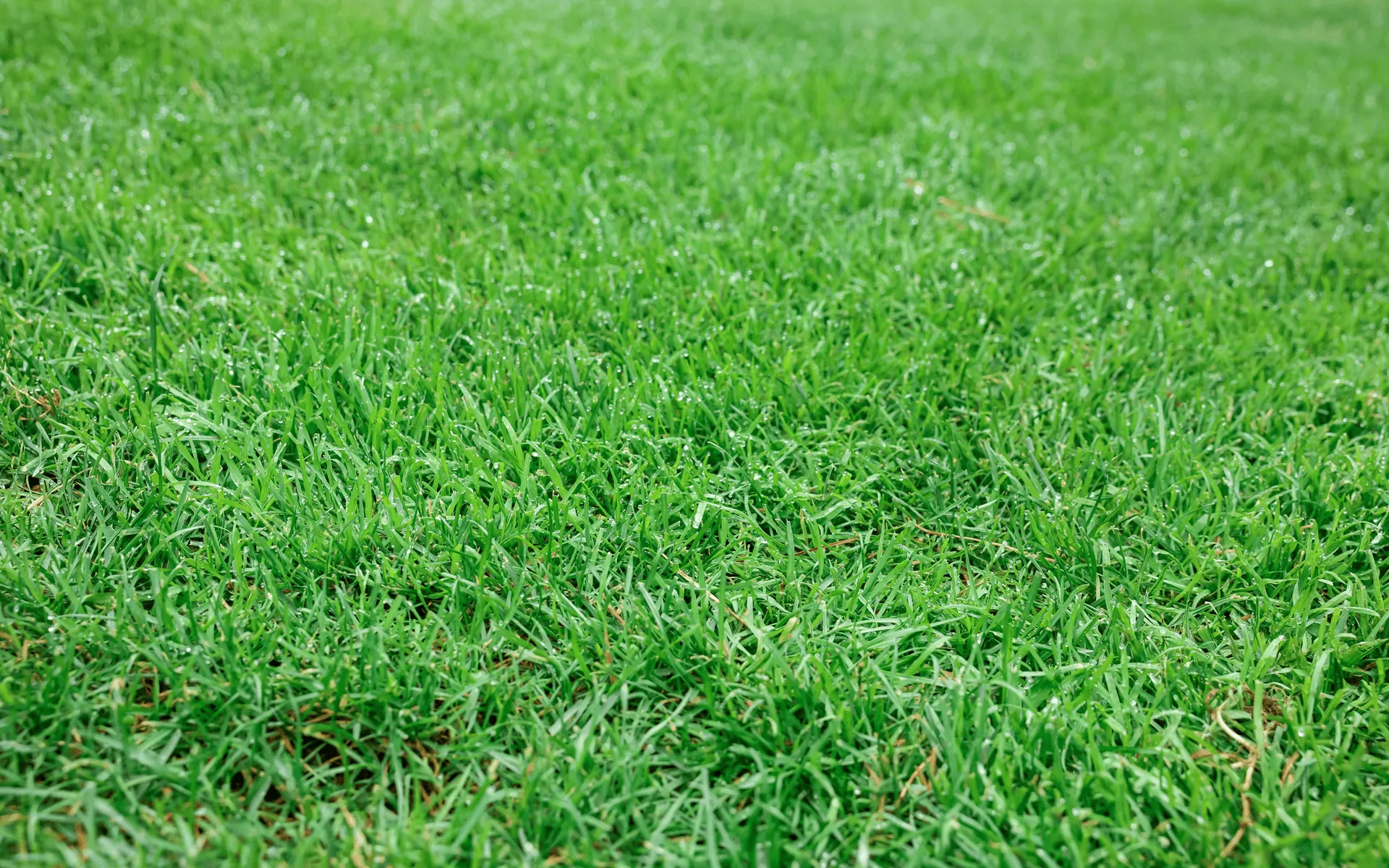 Eco-friendly-lawn-products-Lush-green-lawn