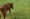 Sustainable-gardening-solutions-Dog-wandering-on-a-lawn