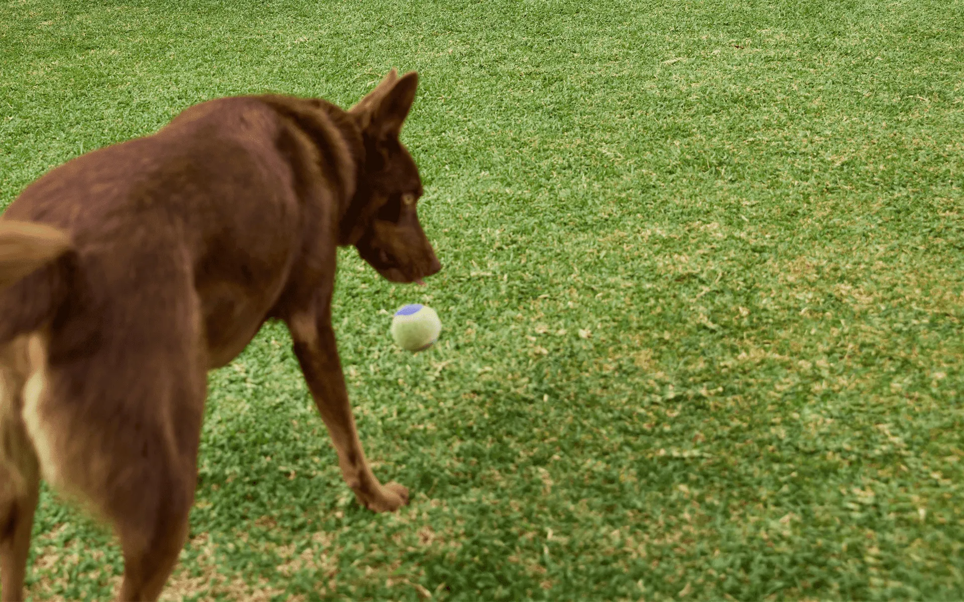Sustainable-gardening-solutions-Dog-wandering-on-a-lawn