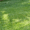Lush and green Australian lawn grass variety