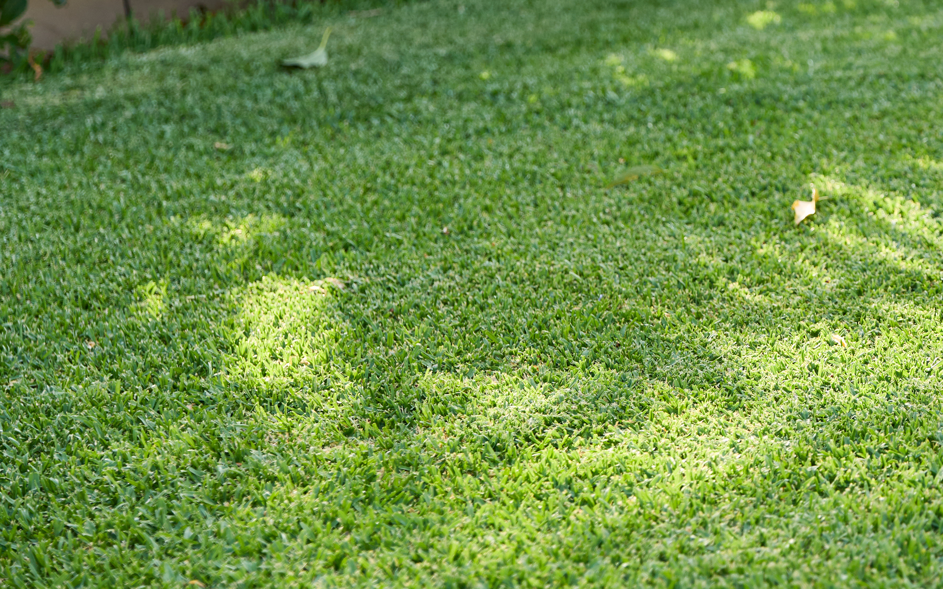 Lush and green Australian lawn grass variety