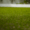 Lush and green lawn grass variety for Australian Condition