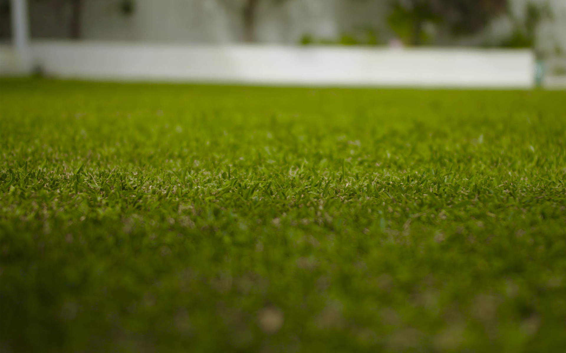 Lush and green lawn grass variety for Australian Condition
