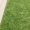 Australian-Lawn-Care-a-grass-variety-in-Australia
