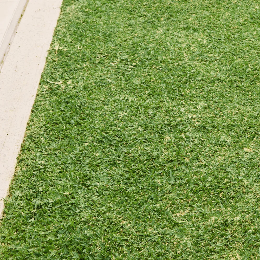 Australian-Lawn-Care-a-grass-variety-in-Australia