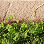 Australian-Lawn-Care-Clover-on-lawn-at-the-side-of-the-pavement