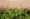 Australian-Lawn-Care-Clover-on-lawn-at-the-side-of-the-pavement