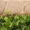 Australian-Lawn-Care-Clover-on-lawn-at-the-side-of-the-pavement