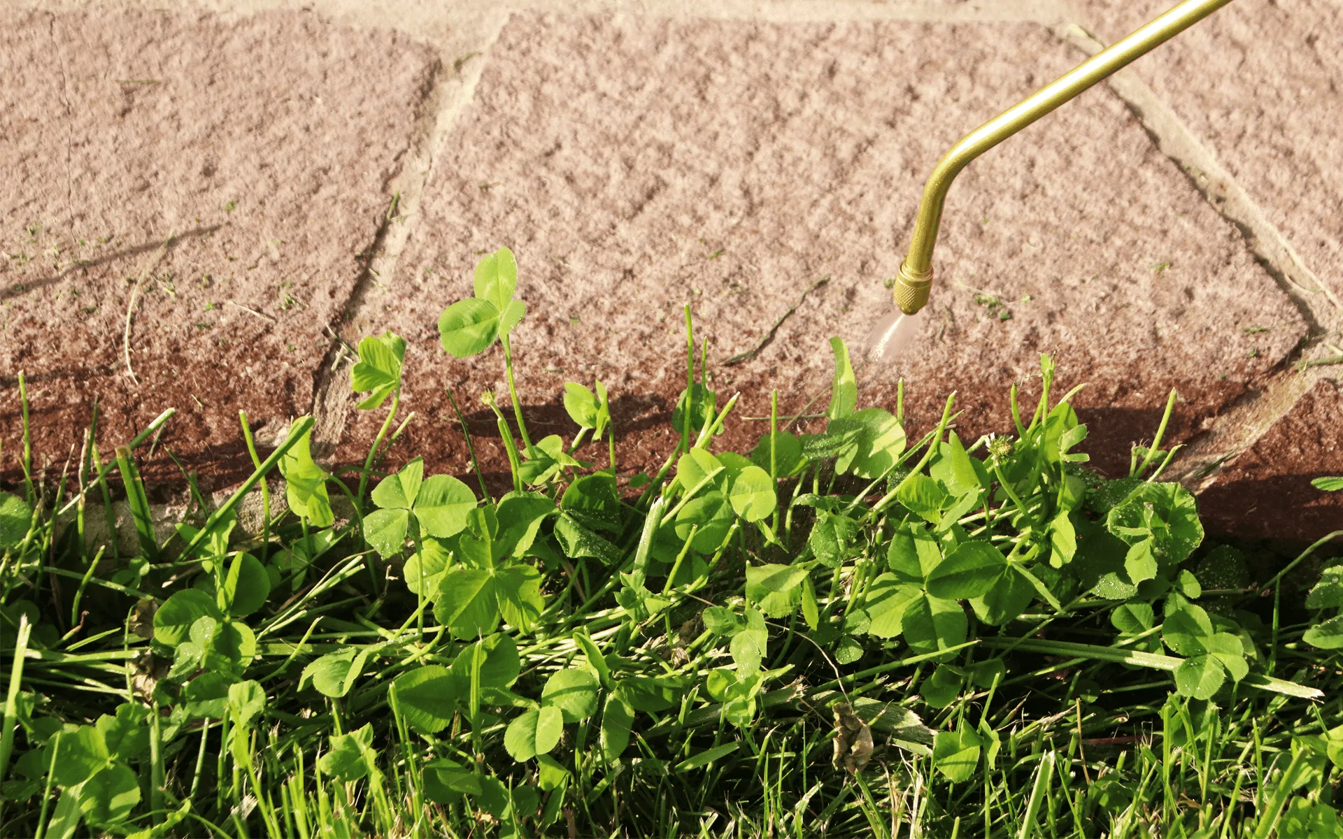 Australian-Lawn-Care-Clover-on-lawn-at-the-side-of-the-pavement