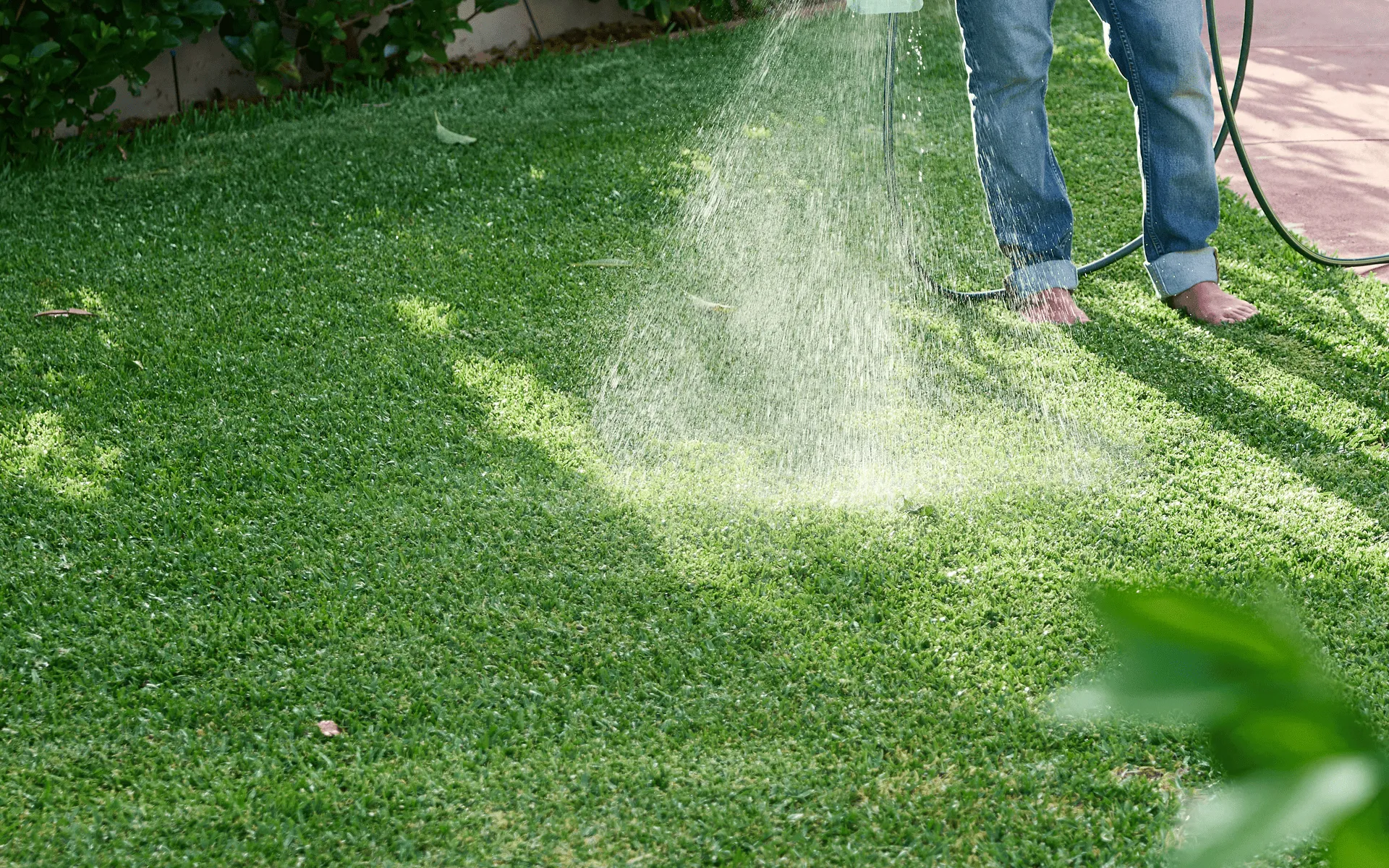 Australian-Lawn-Care-Watering-lawn-during-the-morning