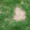 Australian-Lawn-Care-Using-lawn-care-products