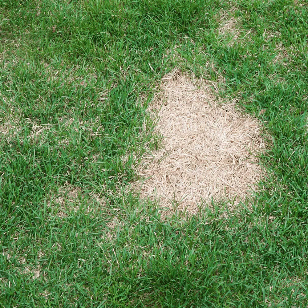 Australian-Lawn-Care-Using-lawn-care-products