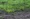 Australian-Lawn-Care-Reseeding-a-lawn