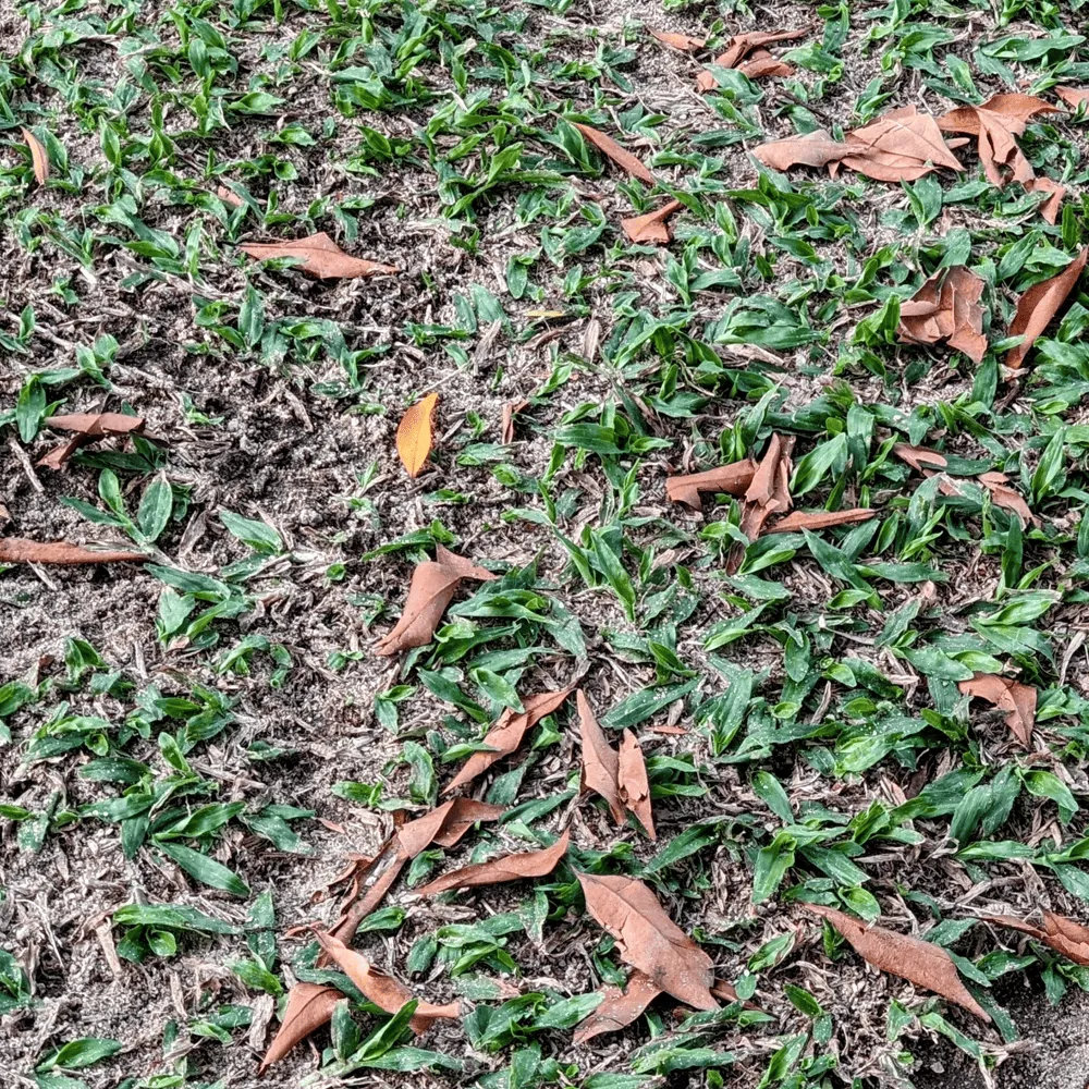Australian-Lawn-Care-Unkempt-lawn-with-fallen-leaves