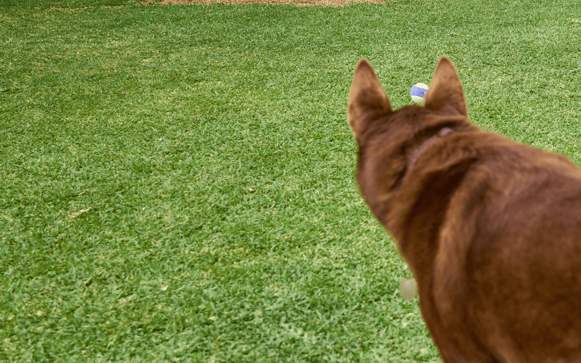 Australian-Lawn-Care-Dog-wandering-around-a-lawn