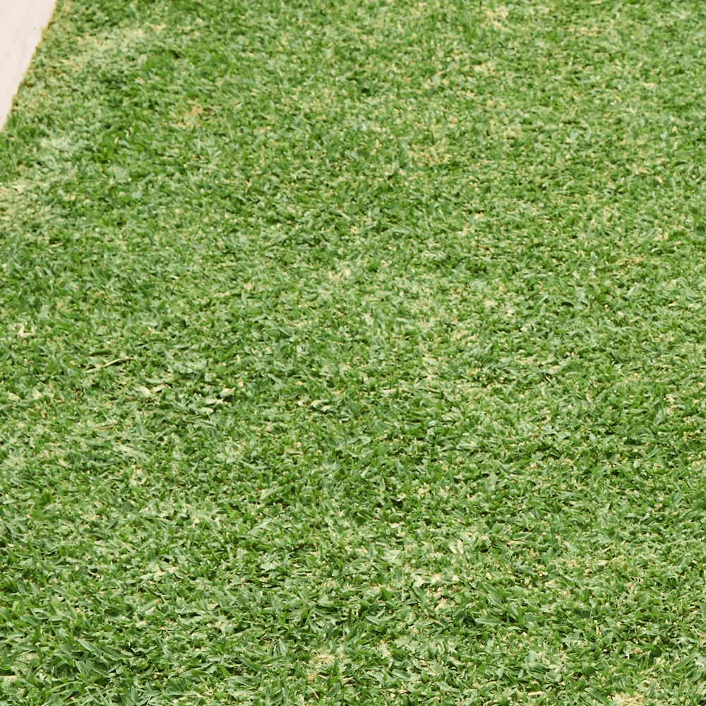 Australian-Lawn-Care-Green-healthy-lawn-during-Australian-summer