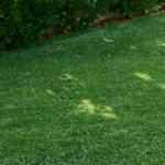 Australian Green Lush Lawn