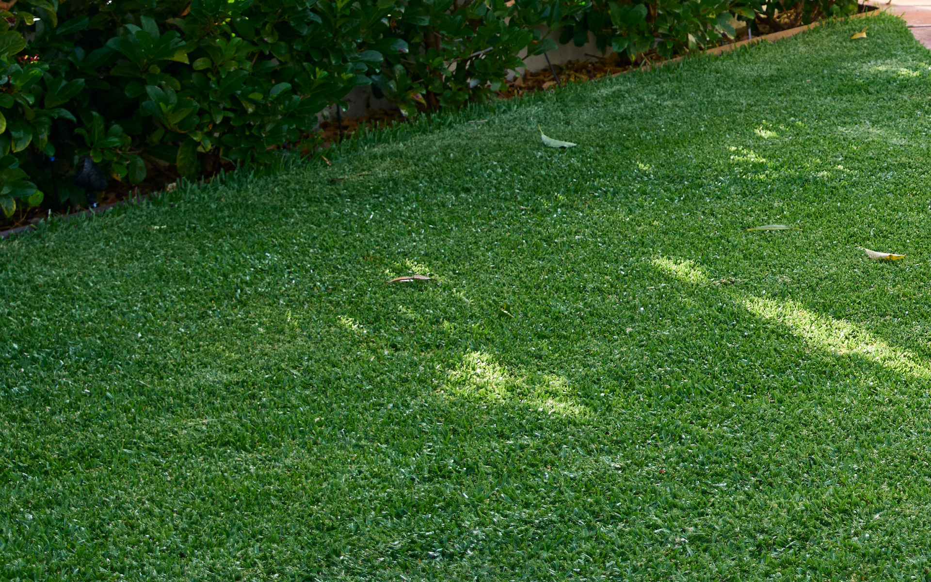 Australian Green Lush Lawn