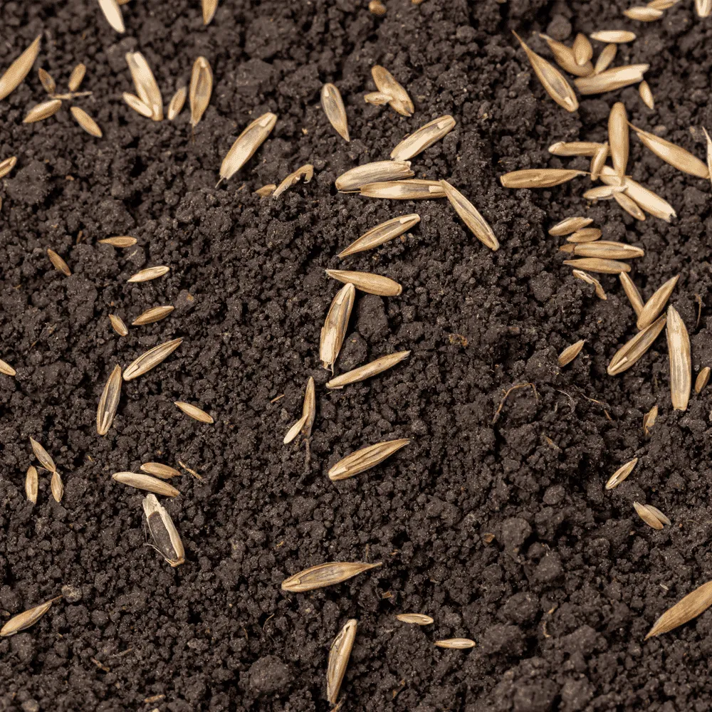 Australian-Lawn-Care-Newly-placed-seeds
