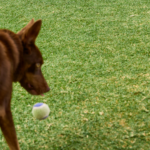 A wide and healthy lawn with a dog playing