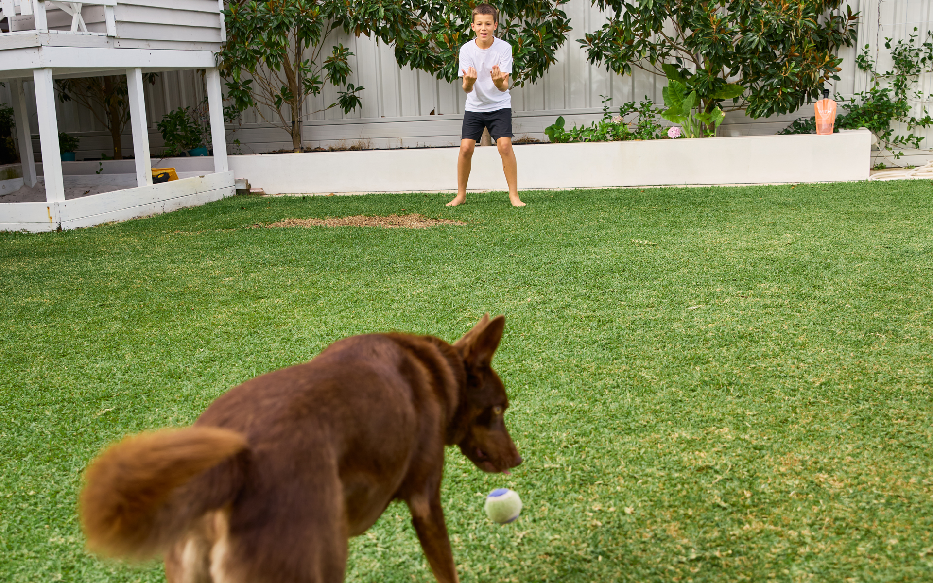 A boy and a dog playing in a Healthy Lawn Australia