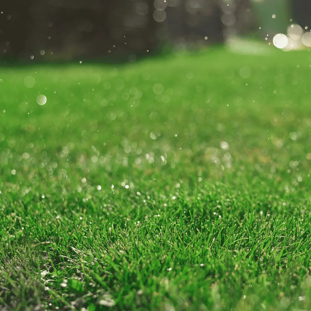 Australian-Lawn-Care-Freshly-watered-lawn